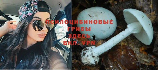 PSILOCYBIN Усинск